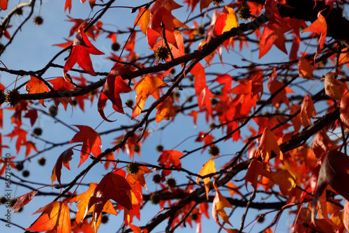 Autumn colors in the park