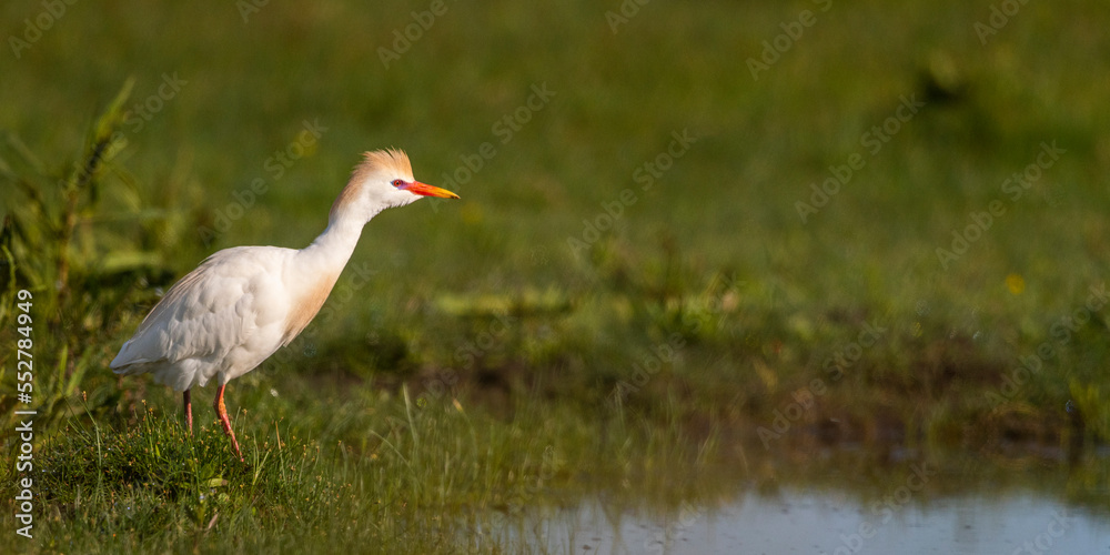 Fototapeta premium Héron garde-boeufs (Bubulcus ibis - Western Cattle Egret)