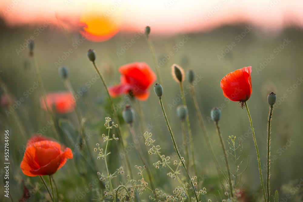 Obraz premium red poppies in the rays of the setting sun