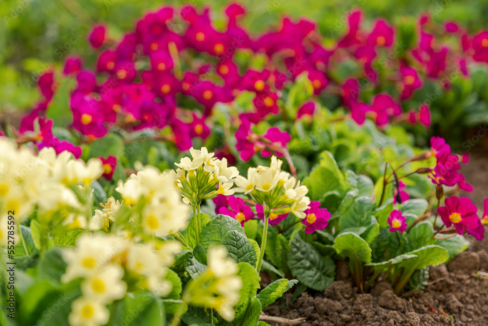 Easter concept. Primrose Primula with yellow and pink flowers in flowerbed in spring time. Inspirational natural floral spring or summer blooming garden or park. Hello spring