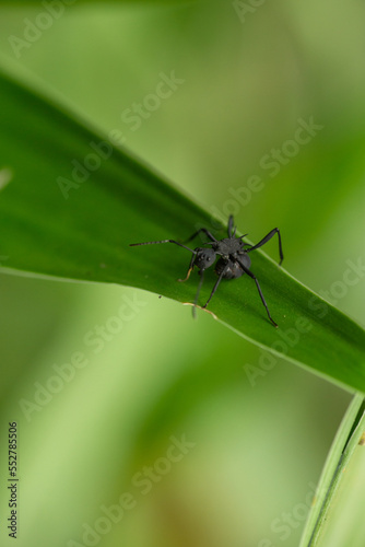 An ant soldier walking on a leaf