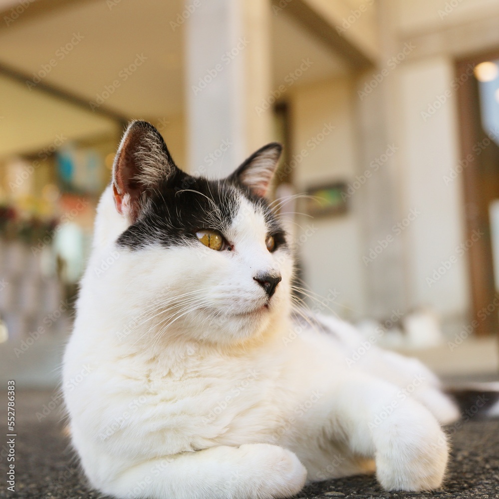 cat on the window sill