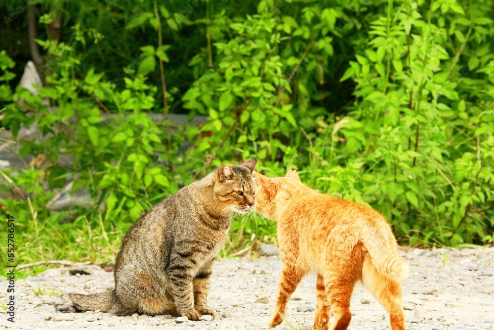 Fototapeta premium cat in the grass