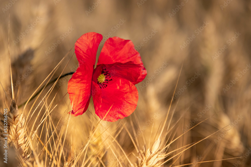 Fototapeta premium Poppy field in Czech Republic