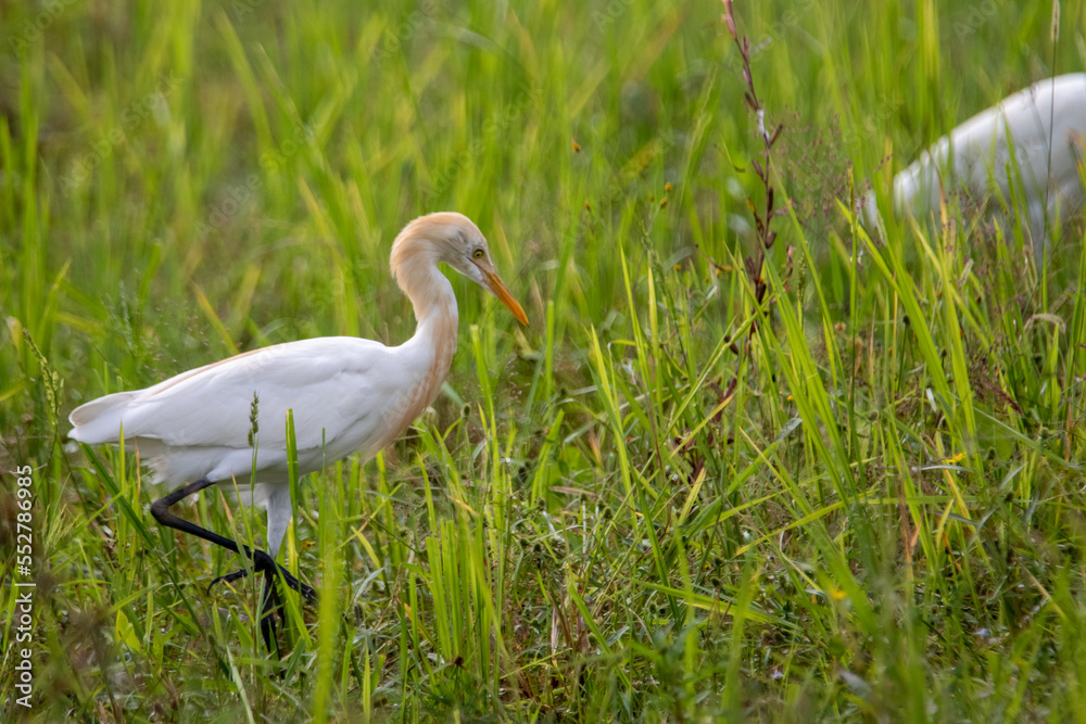Fototapeta premium An egret walking on the ground