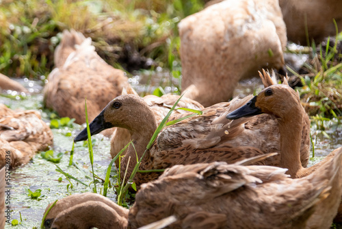 A pack of duck in the puddle photo