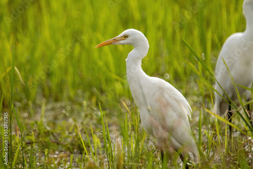 An egret walking on the ground