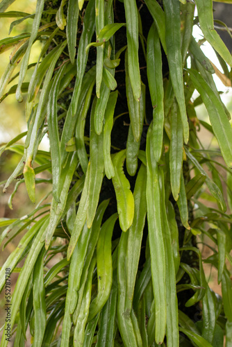 Long leaved felt fern plant