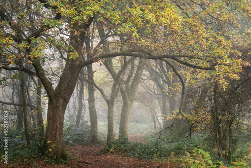 Moody atmospheric woodland Autumn Fall landscape image with mystical ethereal feel