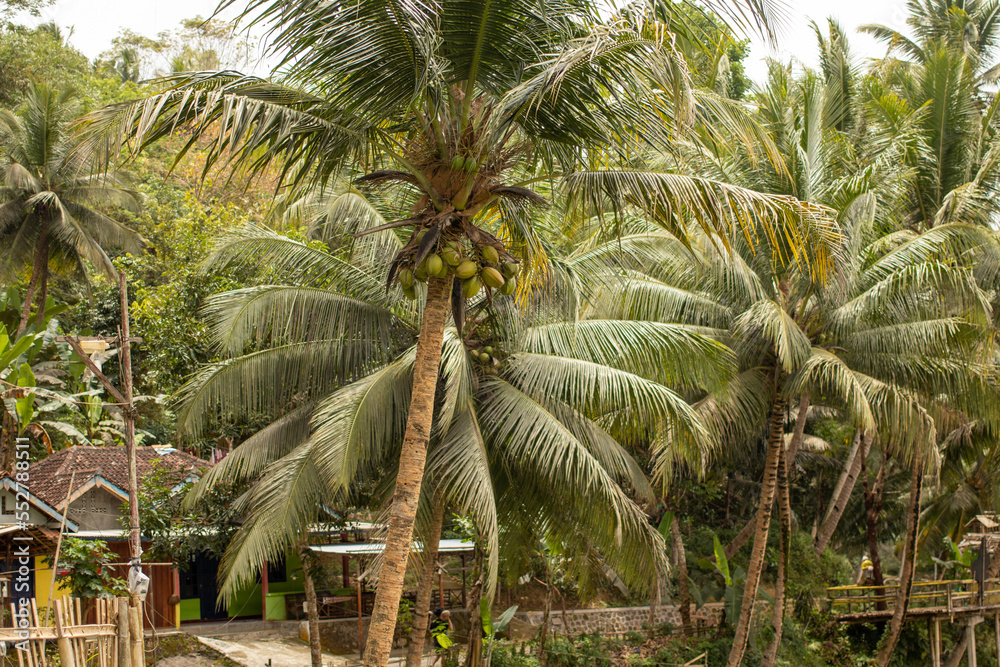 Fototapeta premium A coconut tree grows along the way