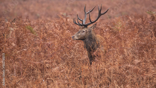 Lovely image of red deer Stag Cervus Elaphus in Autumn Fall landscape scene with vibrant colors