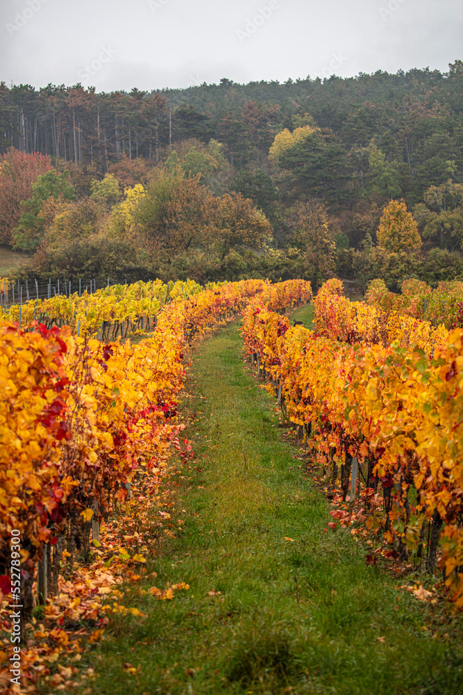 Fototapeta premium colorful autumn vineyard rows