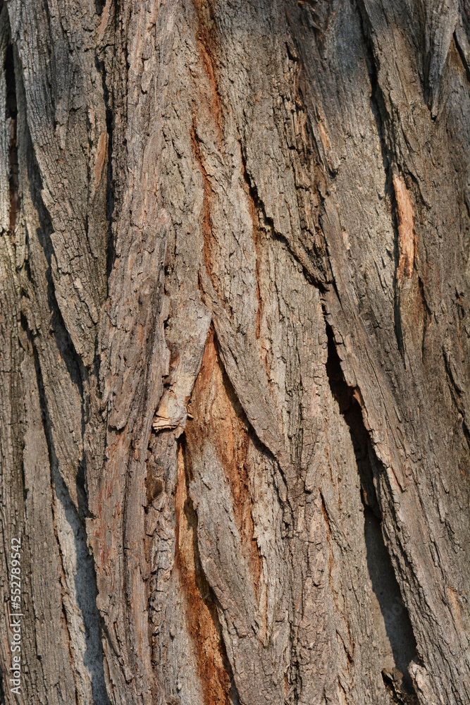 Black locust bark detail Black locust bark detail