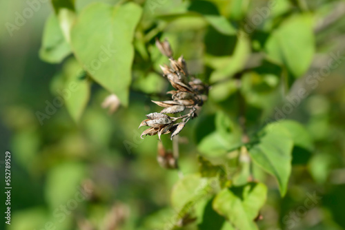 Lilac seed pods © nahhan