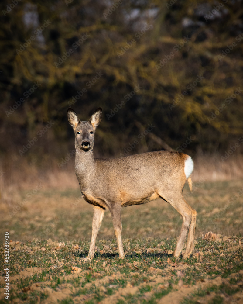 white tail deer white tail deer