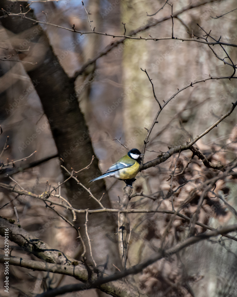 Naklejka premium Great tit in a tree