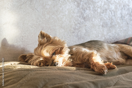 Portrait of older Yorkshire terrier. Small dog is resting on the sofa in apartment in morning sun. Devoted look into the camera, real emotions of pet. Yorkshire Terrier with on-classic haircut. © Galina
