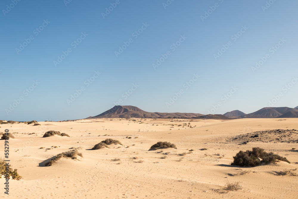 beautiful desert landscape, near the sea, with white sand, rocks and desert plants. Fuerteventura, Canary Islands, Spain