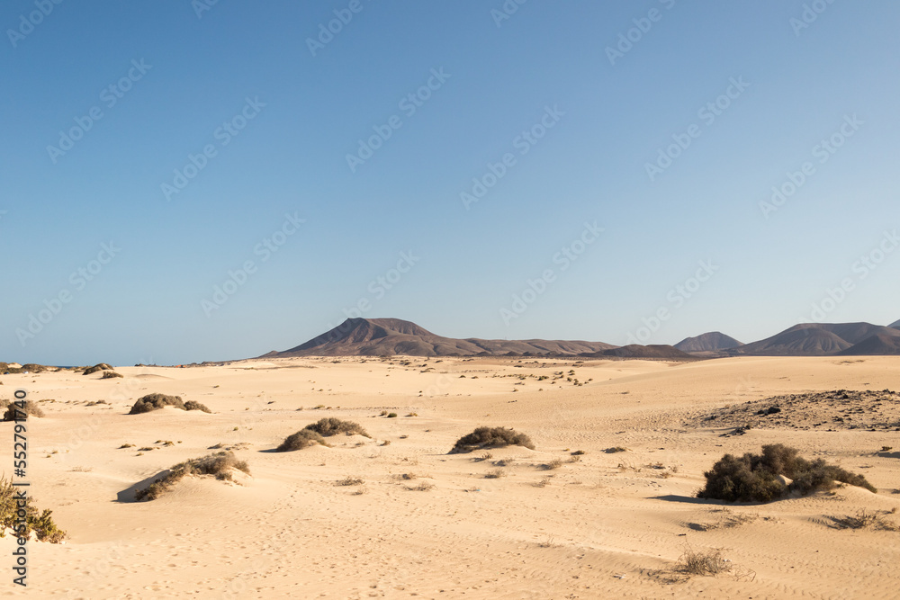 beautiful desert landscape, near the sea, with white sand, rocks and desert plants. Fuerteventura, Canary Islands, Spain beautiful desert landscape, near the sea, with white sand, rocks and desert plants. Fuerteventura, Canary Islands, Spain