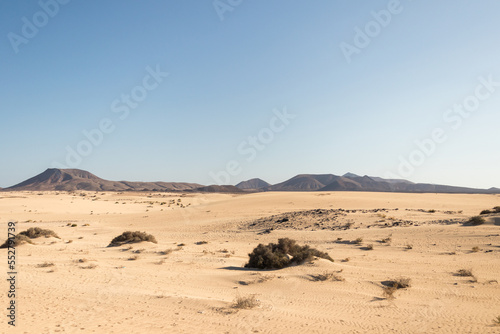 beautiful desert landscape, near the sea, with white sand, rocks and desert plants. Fuerteventura, Canary Islands, Spain