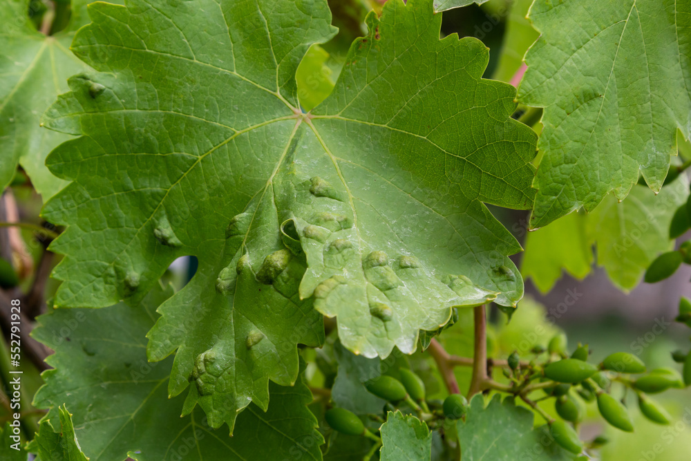 Grapevine leaves with Erinosis, a disease of the mite Colomerus vitis. Grapevine leaves with Erinosis, a disease of the mite Colomerus vitis.