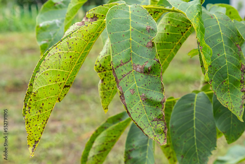 Konstfotografi Walnut anthracnose or walnut black spot - Gnomonia, Ophiognomonia leptostyla, fu