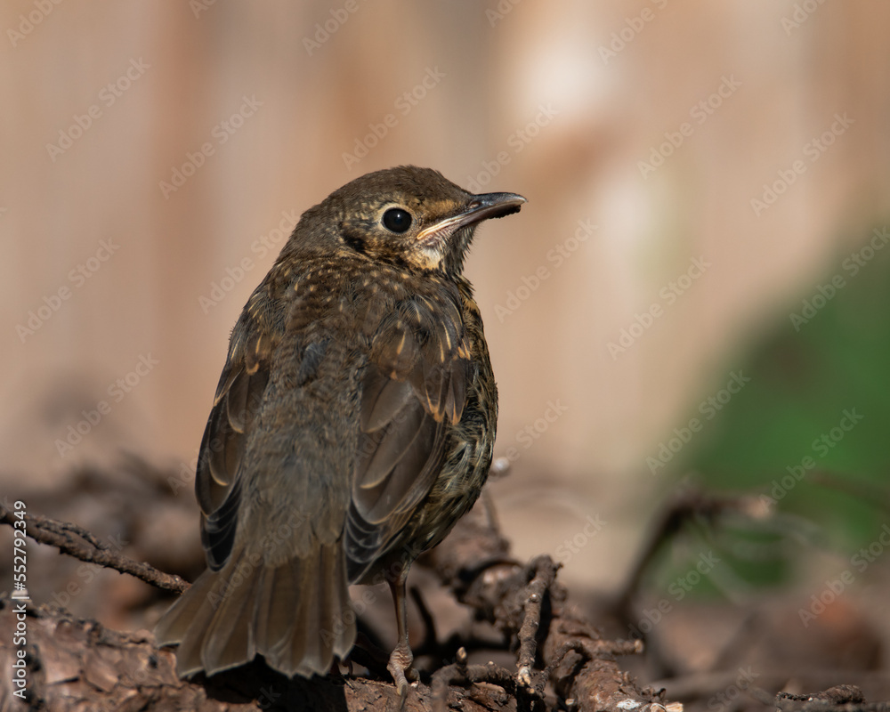blackbird on a branch
