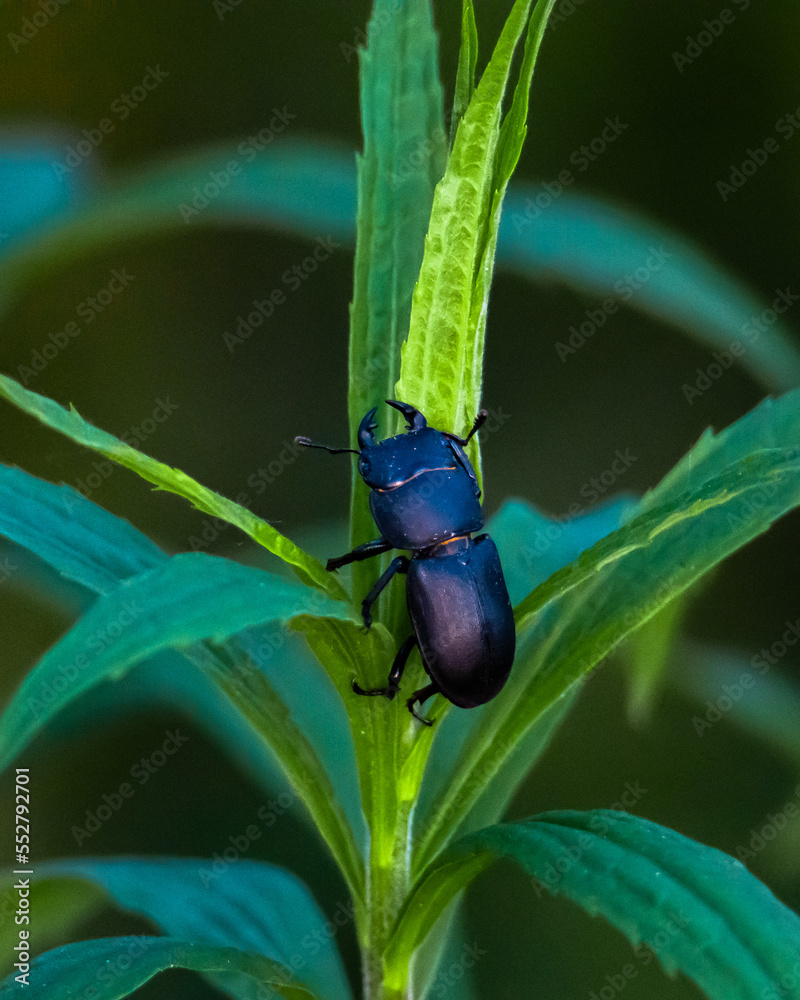 Fototapeta premium beetle on a leaf