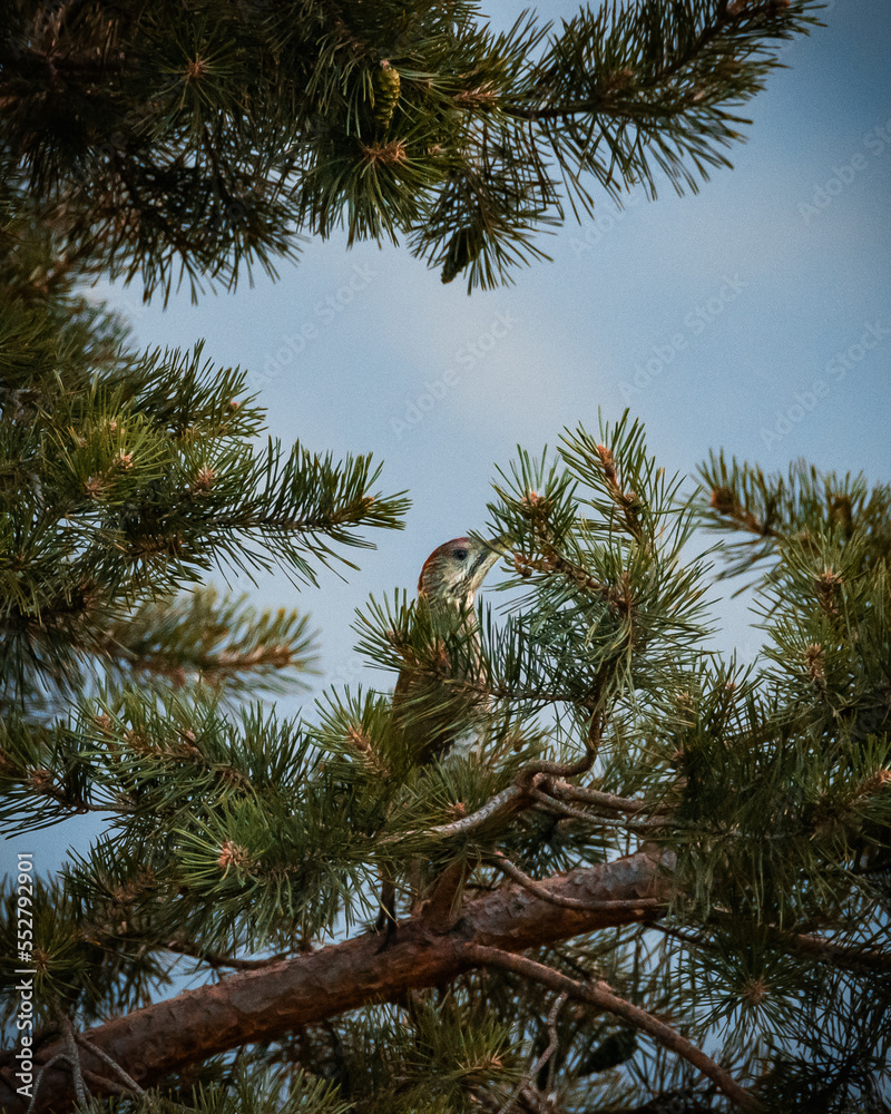 green woodpecker in a pine tree