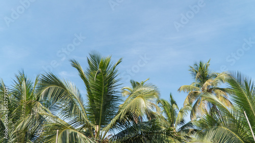 Palm trees against the sky space for text