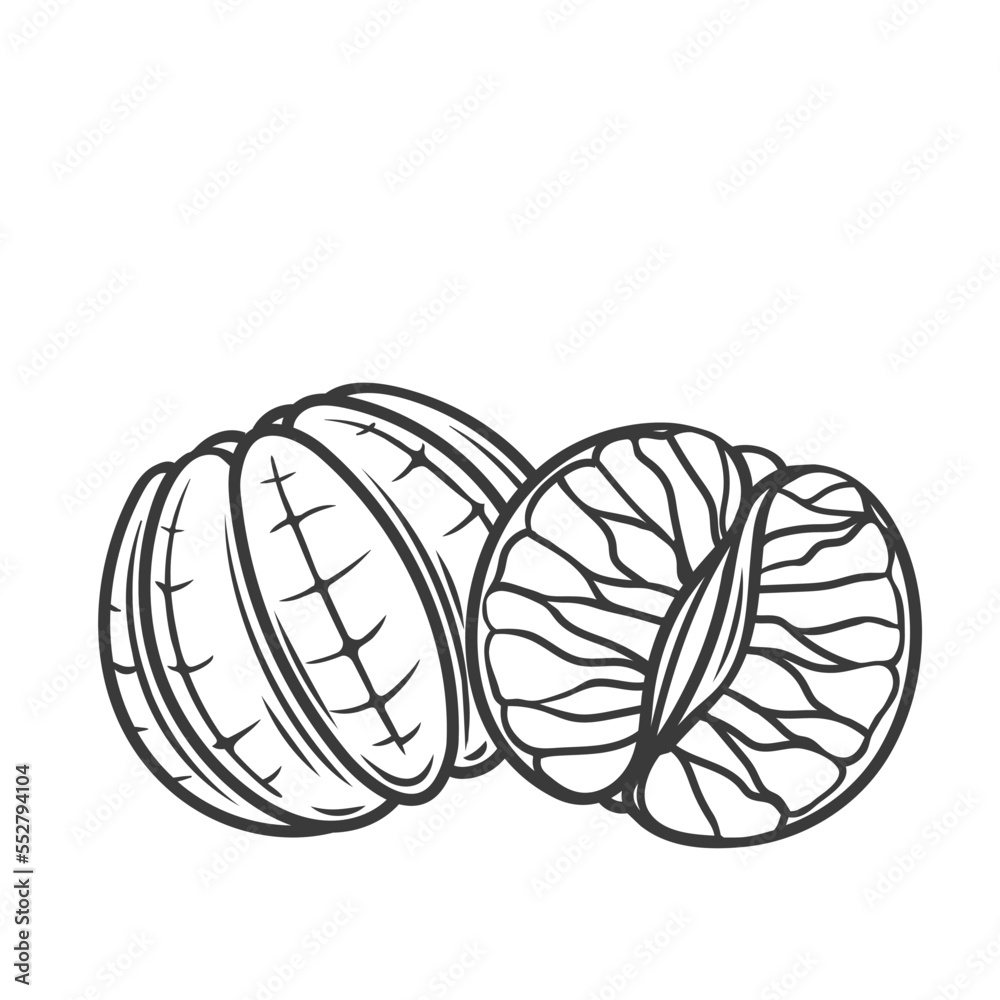 Peeled mandarins line icon vector illustration. Hand drawn outline mix