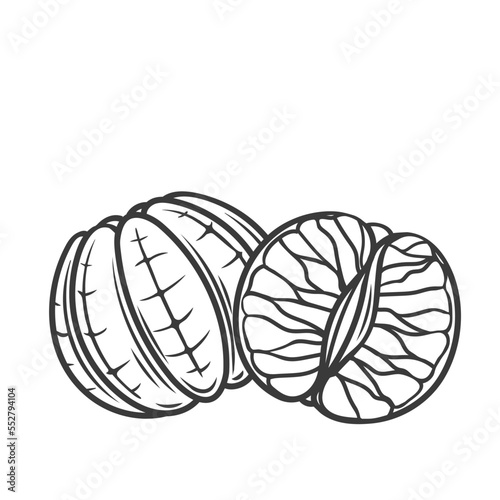 Peeled mandarins line icon vector illustration. Hand drawn outline mix of whole tropical mandarin without skin and half citrus fruit, segments, pieces and parts of tangerine for juice and eating