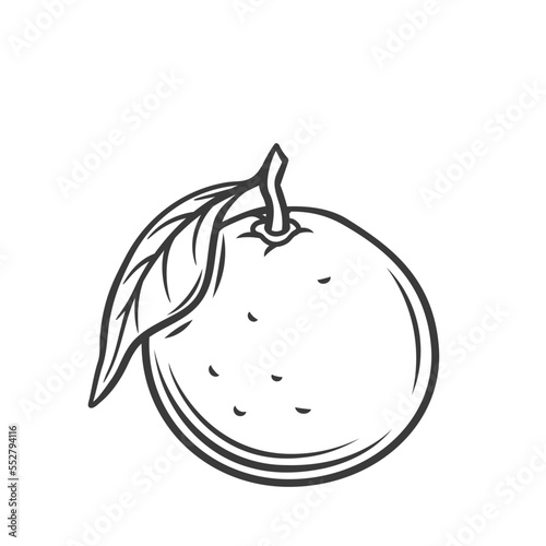Mandarin line icon vector illustration. Hand drawn outline whole tropical citrus fruit with skin and leaf on twig, single organic mandarin or tangerine, round fresh natural orange or clementine