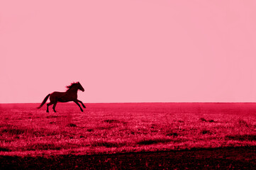 Foto auf Acrylglas Pantone 2023 Viva Magenta horse silhouette gallops across the field in the color of 2023 viva magenta. High quality photo. Toned image  © Anna