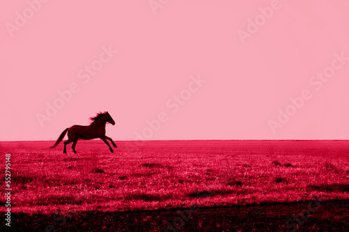 horse silhouette gallops across the field in the color of 2023 viva magenta. High quality photo. Toned image
