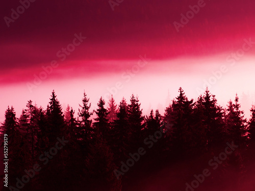 Christmas tree forest in the fog in the mountains in the color of 2023 viva magenta. High quality photo. Toned image