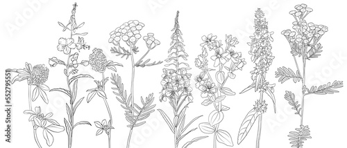Fototapeta Naklejka Na Ścianę i Meble -  vector drawing natural background with flowers, black and white coloring page, hand drawn illustration