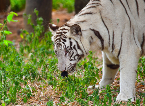 White tiger in the wild