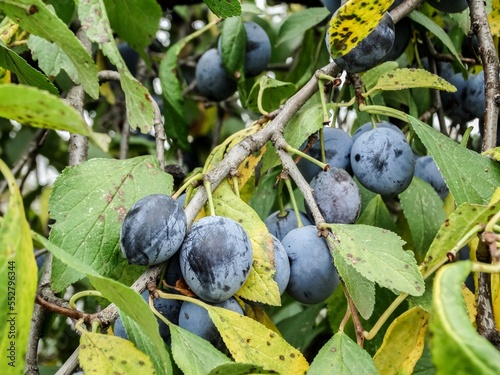 Dark blue delicious plums on branch of tree