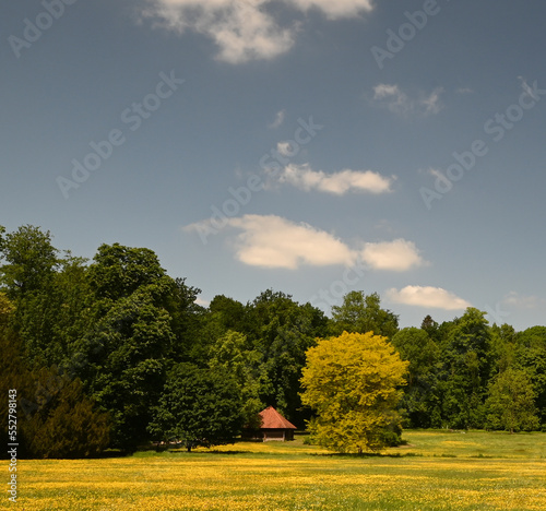 Carpet of ranunculus and gleditsia triacanthos sunburst photo