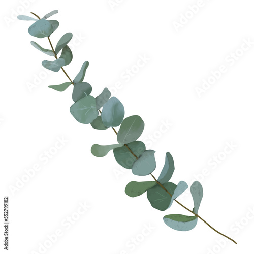 silver dollar eucalyptus branch and leaves isolated on white background. modern vector digital art for invitations, gift cards, banners, social media, stories highlights, posts, sticker design, print