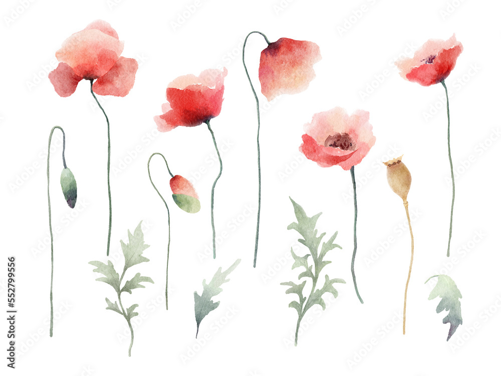 Watercolor red poppy flowers, buds and leaves painting collection. Design elements isolated on white background. 