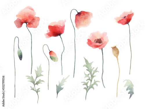 Watercolor red poppy flowers  buds and leaves painting collection. Design elements isolated on white background. 