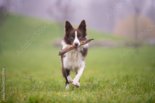 Beautiful young happy brown Border Collie pure breed dog with tree stick in mouth, fetching a stick practice with owner in green outdoor park. © Dragan