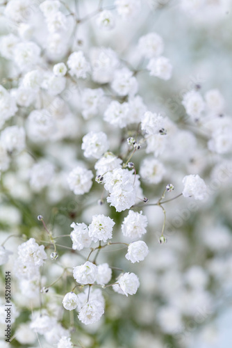 Gypsophila dry little white flowers with macro.