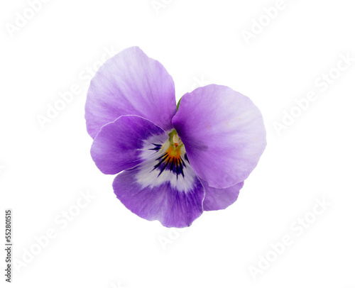 Pansy spring beautiful flower white background.