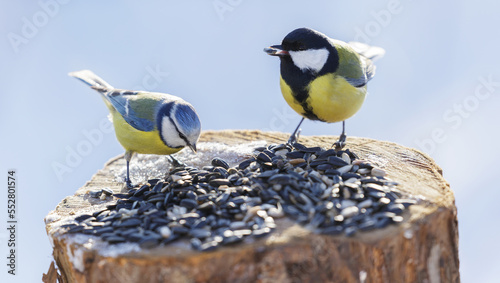  Little birds feeding on a bird feeder with sunflower seeds. Blue tit and Great tit © Nitr
