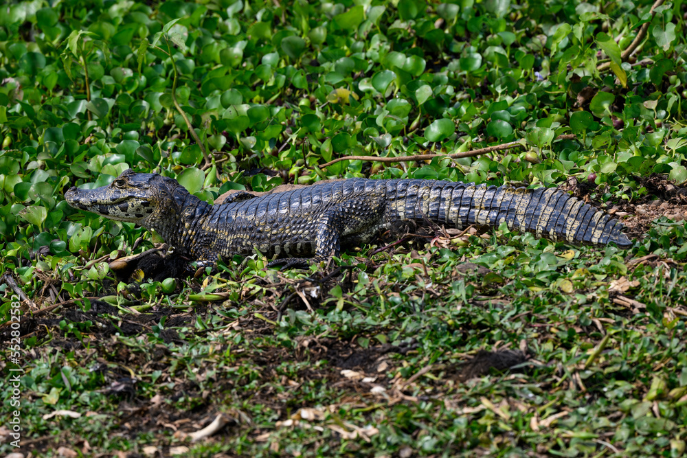 Caiman sunbathing on the pond with green vegetation