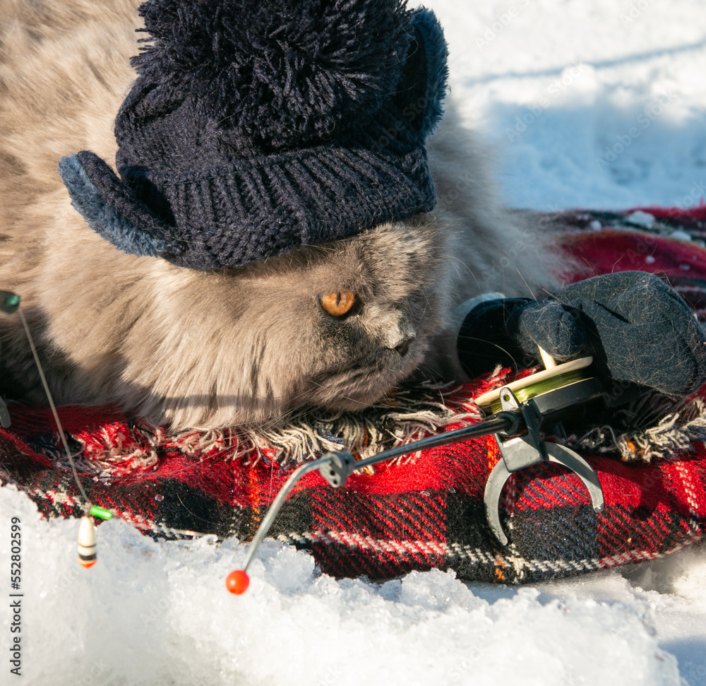 A funny British fluffy cat in mittens and a knitted hat catches fish with two winter fishing rods on the ice of the lake. Close-up. Winter fishing. Cat with rods.