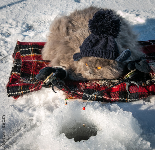 Obraz na płótnie A funny British fluffy cat in mittens and a knitted hat catches fish with two winter fishing rods on the ice of the lake. Winter fishing. Cat with rods. w salonie